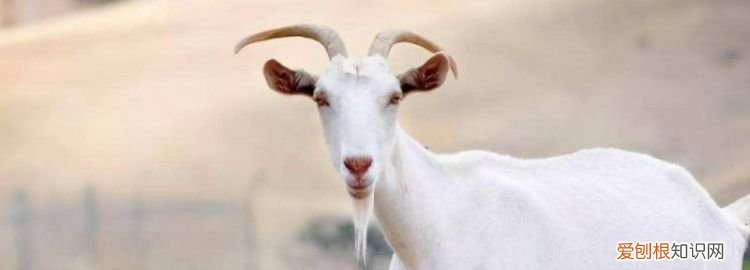 纯山羊绒和普通山羊绒区别 ,山羊绒和纯棉哪个好?