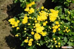 中山的市花，中山适合养什么花，市花和市树是什么？