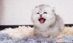 猫咪看着天花板哼唧的叫 ，猫看天花板,叫的很委屈？