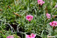 长春的市花是哪种花，长春适合养什么花，市花和市树是什么？