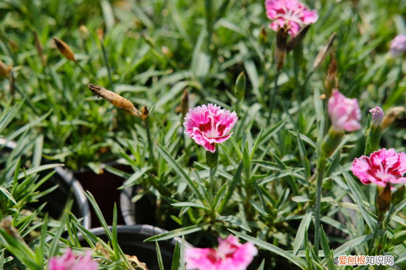 长春的市花是哪种花，长春适合养什么花，市花和市树是什么？