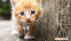 寻猫团队 ，专业抓猫公司？