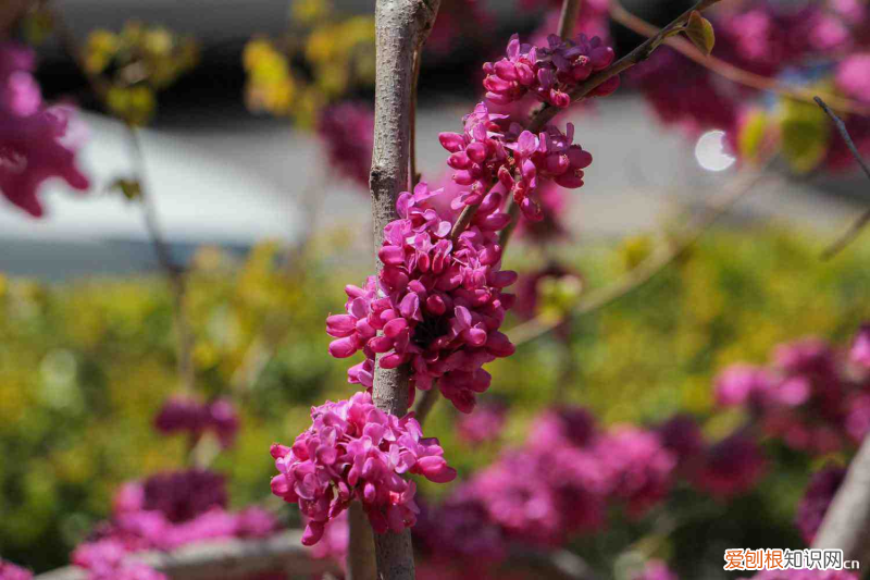 湛江21年春节赏花的好去处,湛江适合养什么花,市花和市树是什么?