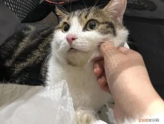 猫咪不见了可以报警吗 ，猫被偷了可以报警吗？