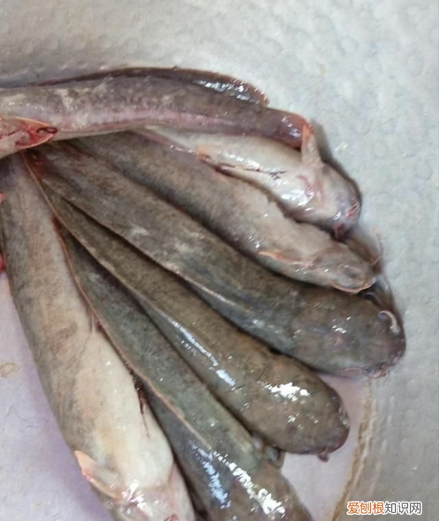 梭边鱼与鲶鱼有什么区别图片大全 ,梭边鱼与鲶鱼有什么区别图片视频?