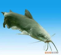 梭边鱼与鲶鱼有什么区别图片大全 ，梭边鱼与鲶鱼有什么区别图片视频？