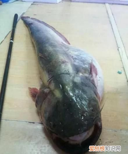 梭边鱼与鲶鱼有什么区别图片大全 ,梭边鱼与鲶鱼有什么区别图片视频?