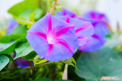 广东省云浮市市花，云浮适合养什么花，市花和市树是什么？