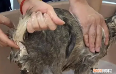 猫需要挤肛门腺吗 ，猫咪也需要挤肛门腺吗？