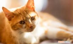 猫咪尿血可以自愈吗 ，猫咪尿血还能活多久？