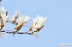 东莞适合养什么花,市花和市树是什么品种，东莞适合养什么花，市花和市树是什么？