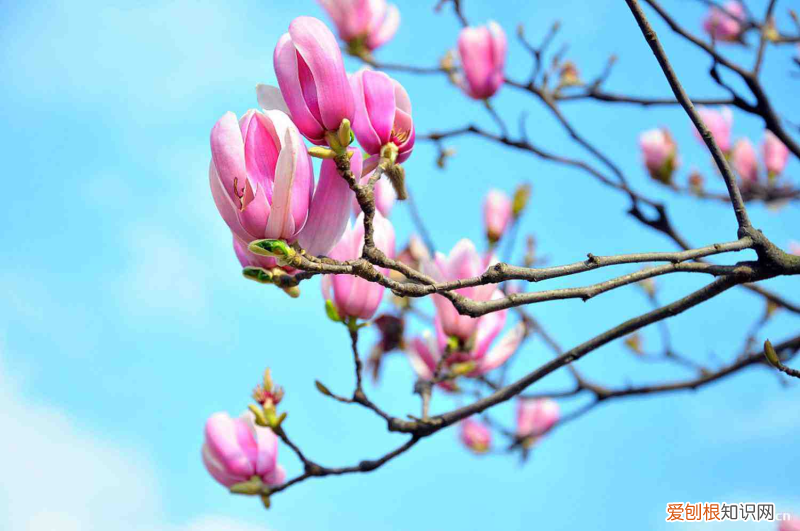 营口有什么树可以种，营口适合养什么花，市花和市树是什么？