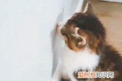 猫老是对着墙 ，猫咪对着墙叫为什么？