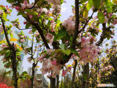 阳江最大的花卉种植基地，阳江适合养什么花，市花和市树是什么？