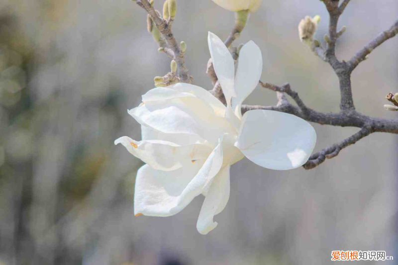 阳江最大的花卉种植基地，阳江适合养什么花，市花和市树是什么？