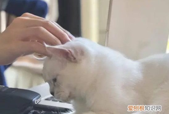 猫蹭人腿,绕来绕去的 ，猫咪临死前的六个特殊征兆？