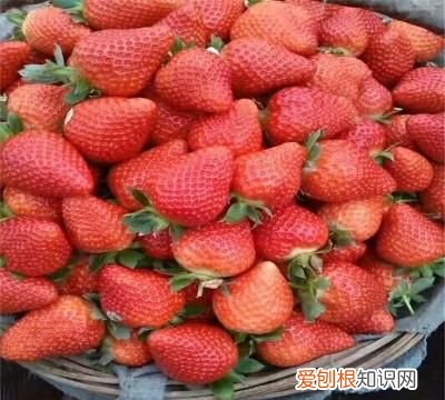 草莓苗泡水里多久会坏 ,草莓种子在水里泡多久?