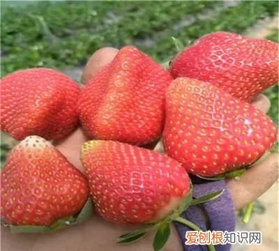 草莓苗泡水里多久会坏 ,草莓种子在水里泡多久?