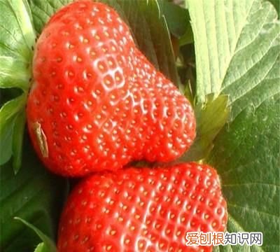 草莓苗泡水里多久会坏 ,草莓种子在水里泡多久?