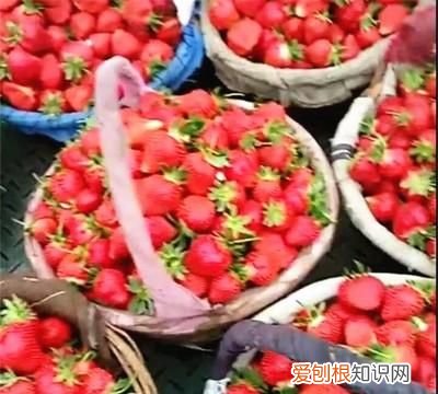 草莓苗泡水里多久会坏 ,草莓种子在水里泡多久?