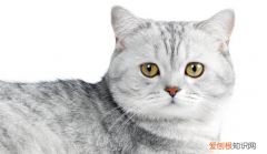 灰白相间的猫是什么猫? ，灰白色相间的猫是什么品种图片大全集？
