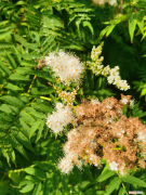 晋城春天去哪里看花，晋城适合养什么花，市花和市树是什么？