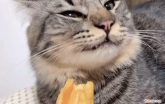 猫咪十大禁忌水果 ，猫咪能不能吃菠萝蜜？