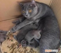 猫难产能坚持多久 ，猫咪难产会咋样？