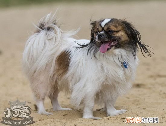 西藏猎犬怎么训练出门随行，西藏猎犬随行训练教程，西藏猎犬怎么养