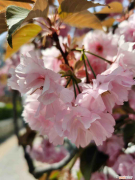 唐山有几个花卉批发市场，唐山适合养什么花，市花和市树是什么？