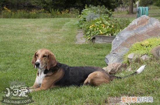 怎么训练美国猎狐犬游泳，美国猎狐犬游泳训练，训练狗游泳