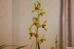 大花蕙兰红太阳耐寒吗，蕙兰顶级品种？