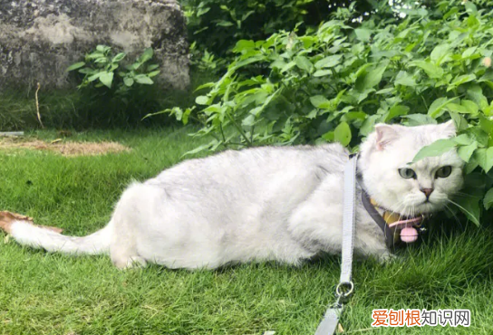 要溜猫嘛 ,遛猫有必要吗?