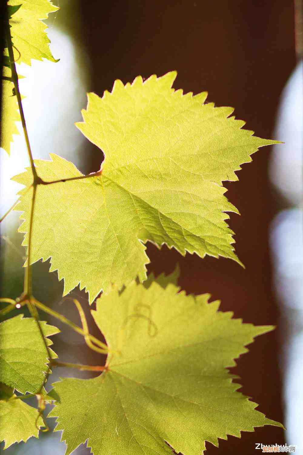 比阳光玫瑰还好的葡萄品种有哪些名字,比阳光玫瑰还好的葡萄品种?