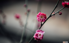 十二星座本命佛，不同花的寓意和象征？