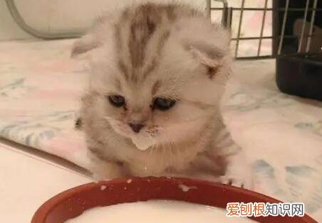 猫咪能吃的流食有哪些东西 ，猫咪能吃什么流食？