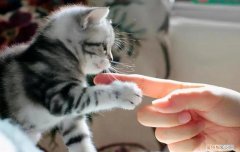 公猫突然攻击人是什么原因 ，公猫突然变得特别凶叫的声音很大？