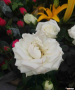 月季花苗，高杯切花月季经典品种？