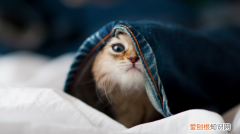 猫为什么会突然抱你手咬你 ，猫最忌讳的三个属相？