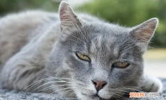 怎么判断猫咪是骨折还是扭伤 ，猫咪恨主人的十种表现？