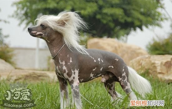 墨西哥无毛犬怎么训练，墨西哥无毛犬训练技巧