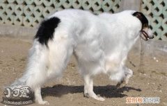 萨路基猎犬怎么训练出门随行，萨路基猎犬随行训练教程，萨路基猎犬速度