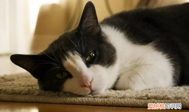 猫吐了白色黏液或泡沫没精神不吃东西 ，猫吐了黄色黏液或泡沫吃什么药？