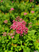 喜阳耐寒的树庭院种植，喜阴耐寒庭院树木？