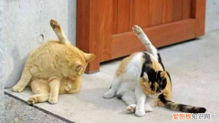 猫咪为什么老舔蛋蛋 ，猫总舔蛋怎么回事？