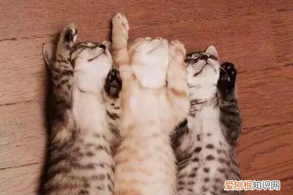 猫咪睡得四仰八叉的表现是什么 ，猫咪睡得四仰八叉的表现图片？