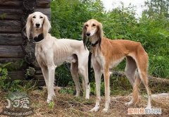 萨路基猎犬乱吠叫怎么办，萨路基猎犬乱叫纠正方法