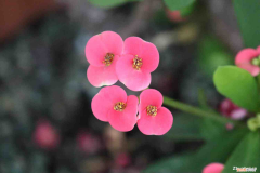 家中不宜种的13种植物，家里不能养的十种花？