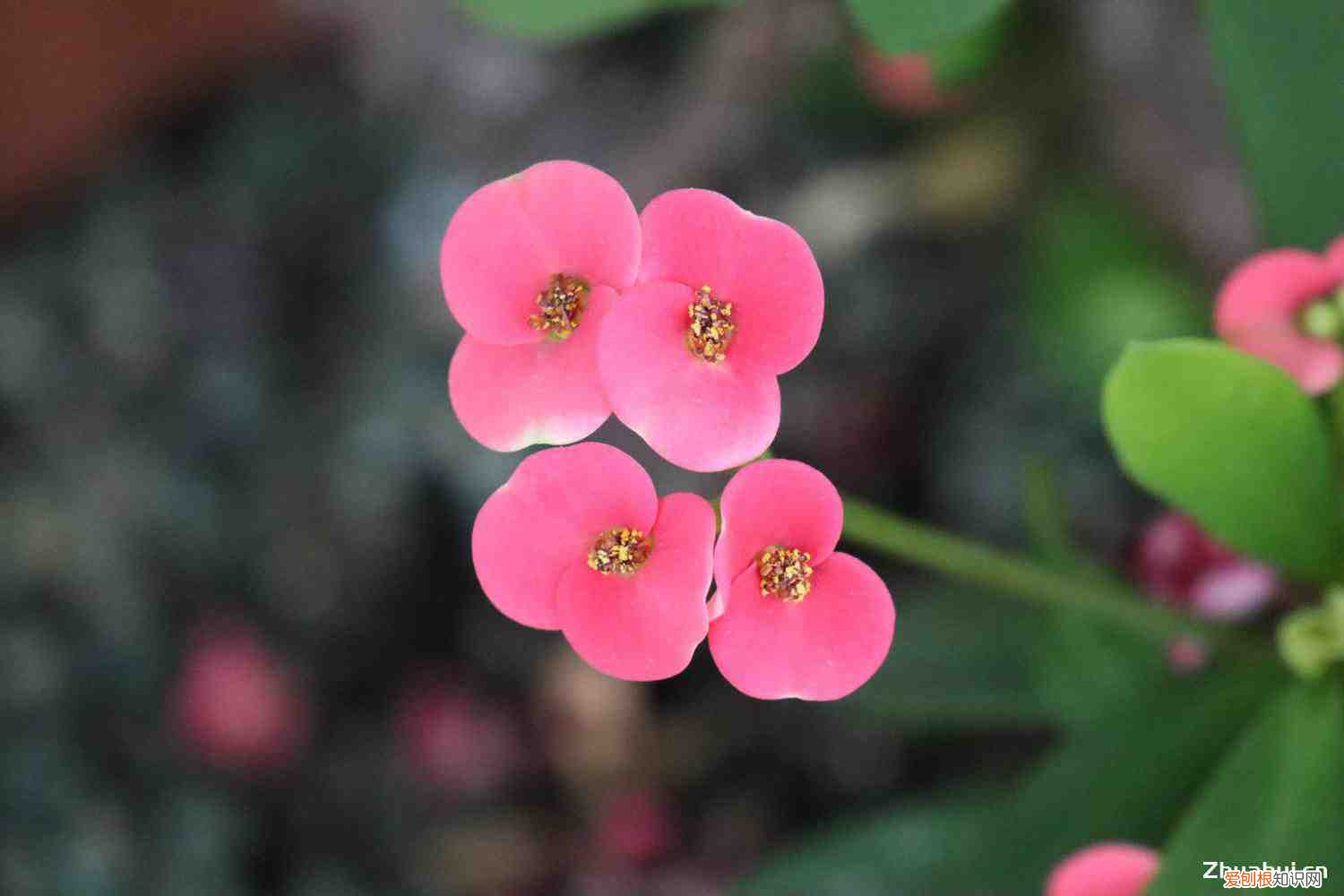 家中不宜种的13种植物,家里不能养的十种花?