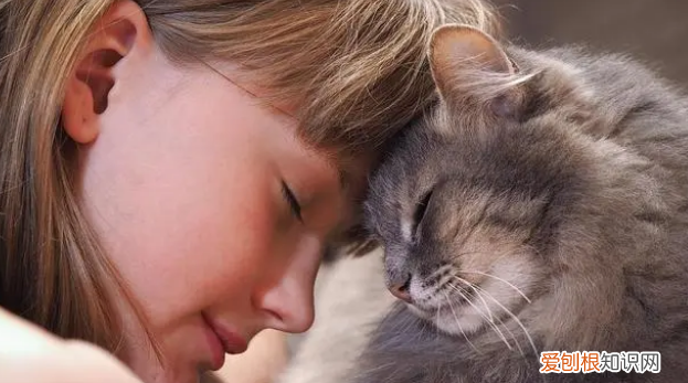 猫在家里凭空消失怎么找到 ，城市宠物死后都是咋处理？